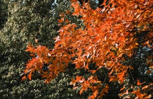 《冬去春来》迅雷资源下载阿里云原声版手机版（HD720P/3.4G-MP4）