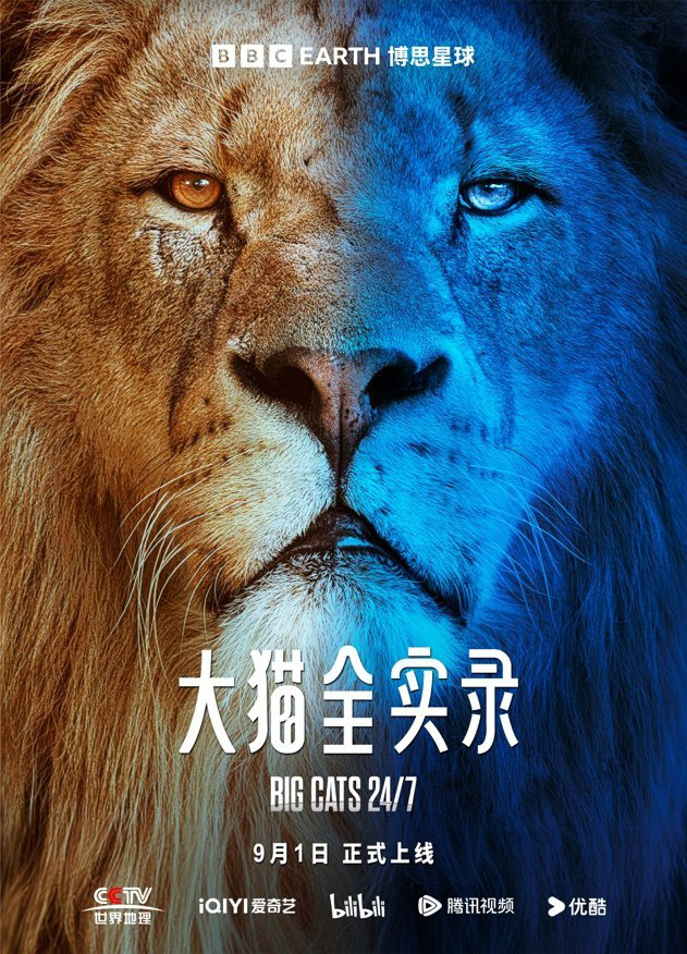BBC发布全新纪录片《大猫全实录》，将于9月1日在线播出-1