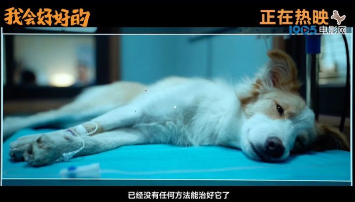 张子枫深情演绎<我会好好的 srcset=